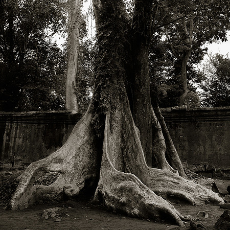 Temples d'Angkor 5