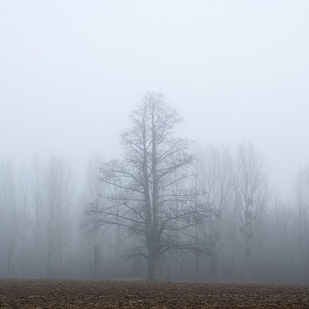 Tree in the mist