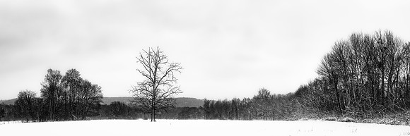 Landscape and Tree