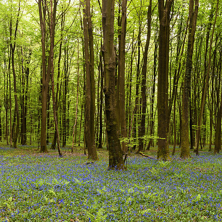 Jacinthe des bois en foret du Retz II