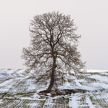 Tree under snow