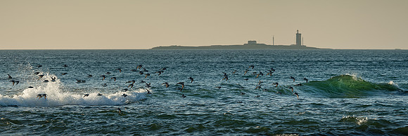 The Race of Birds